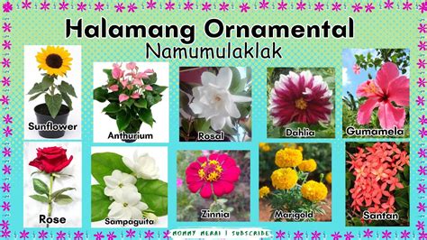 halamang namumulaklak drawing easy|Mga Halamang Ornamental Namumulaklak EPP 4 Halimbawa.